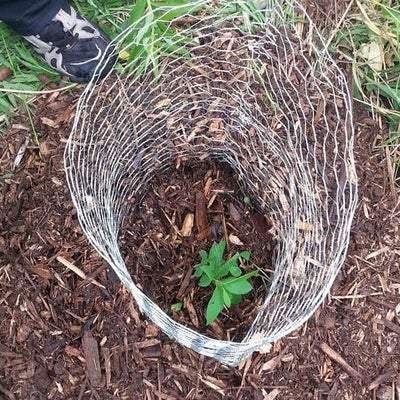 A plant surrounded by chicken wire