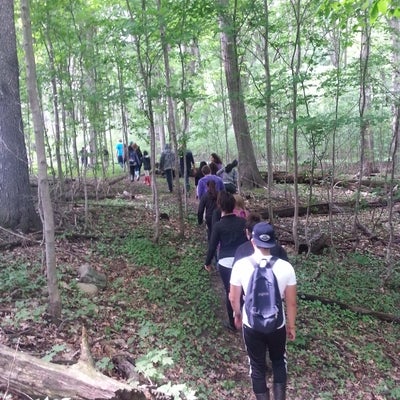 Students walking through a woodlot