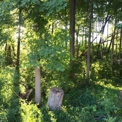 Picture of the woodlot