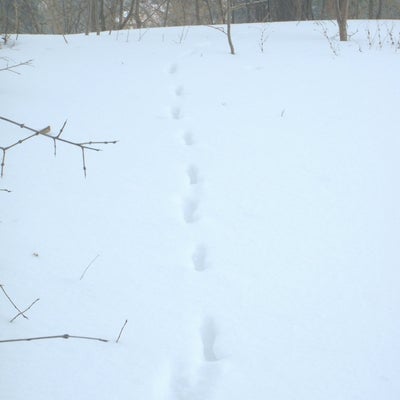 Fresh squirrel tracks