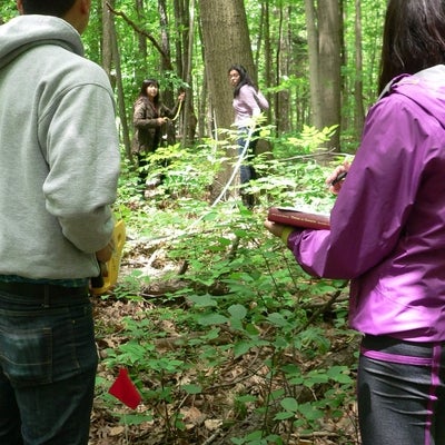 Student measuring diameter of a tree