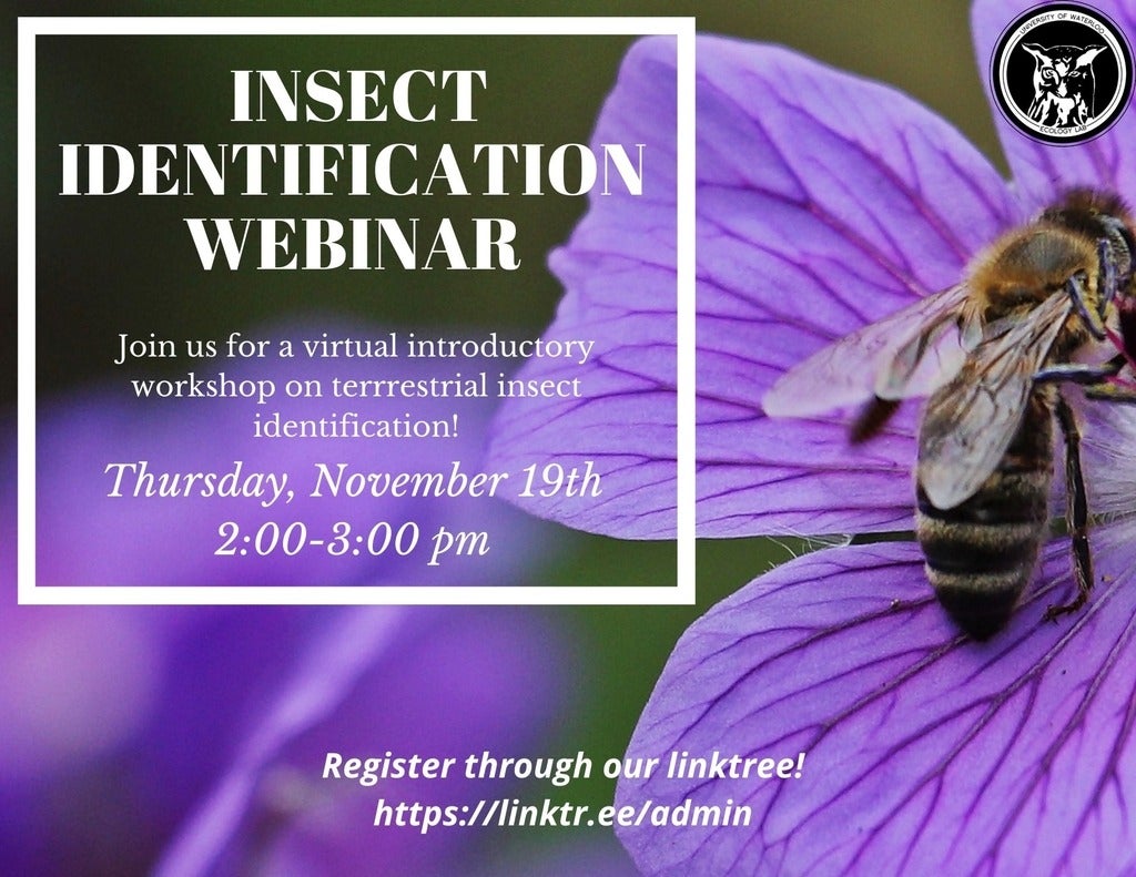 insect identification workshop