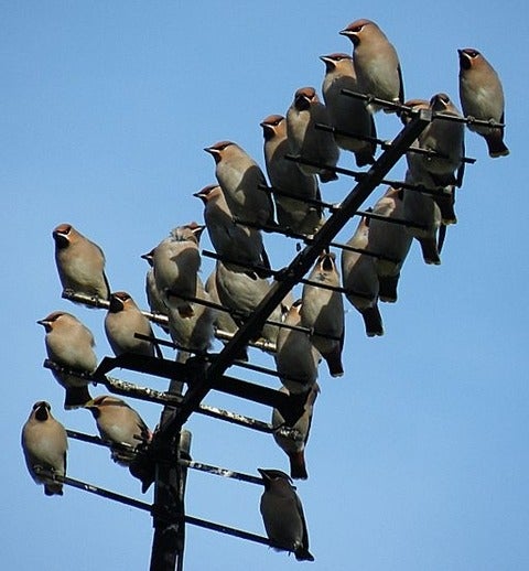cedar waxwing birds on pole