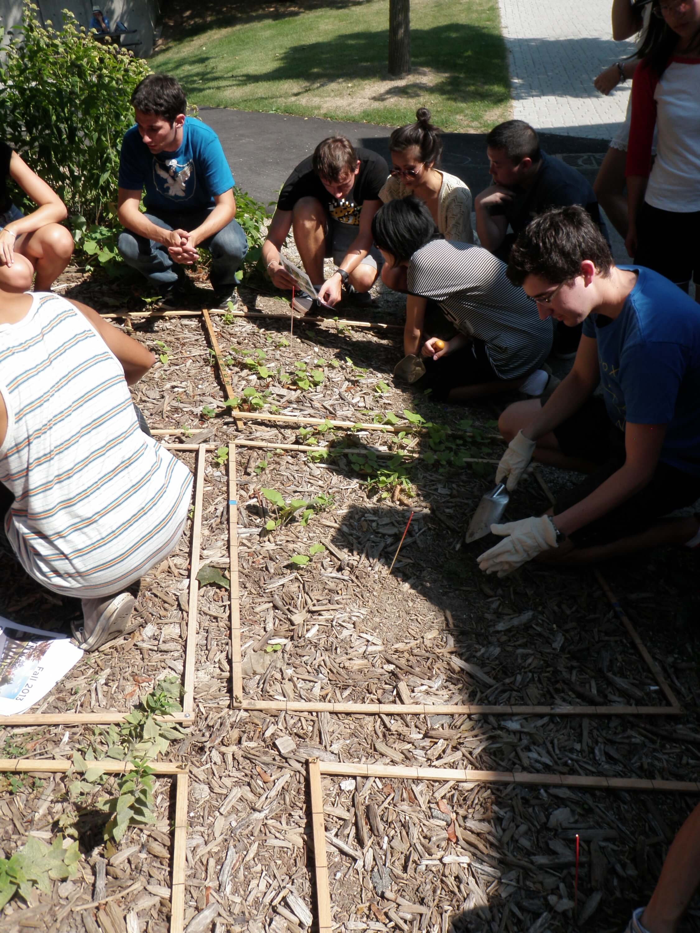 Students planting seedlings using quadrats