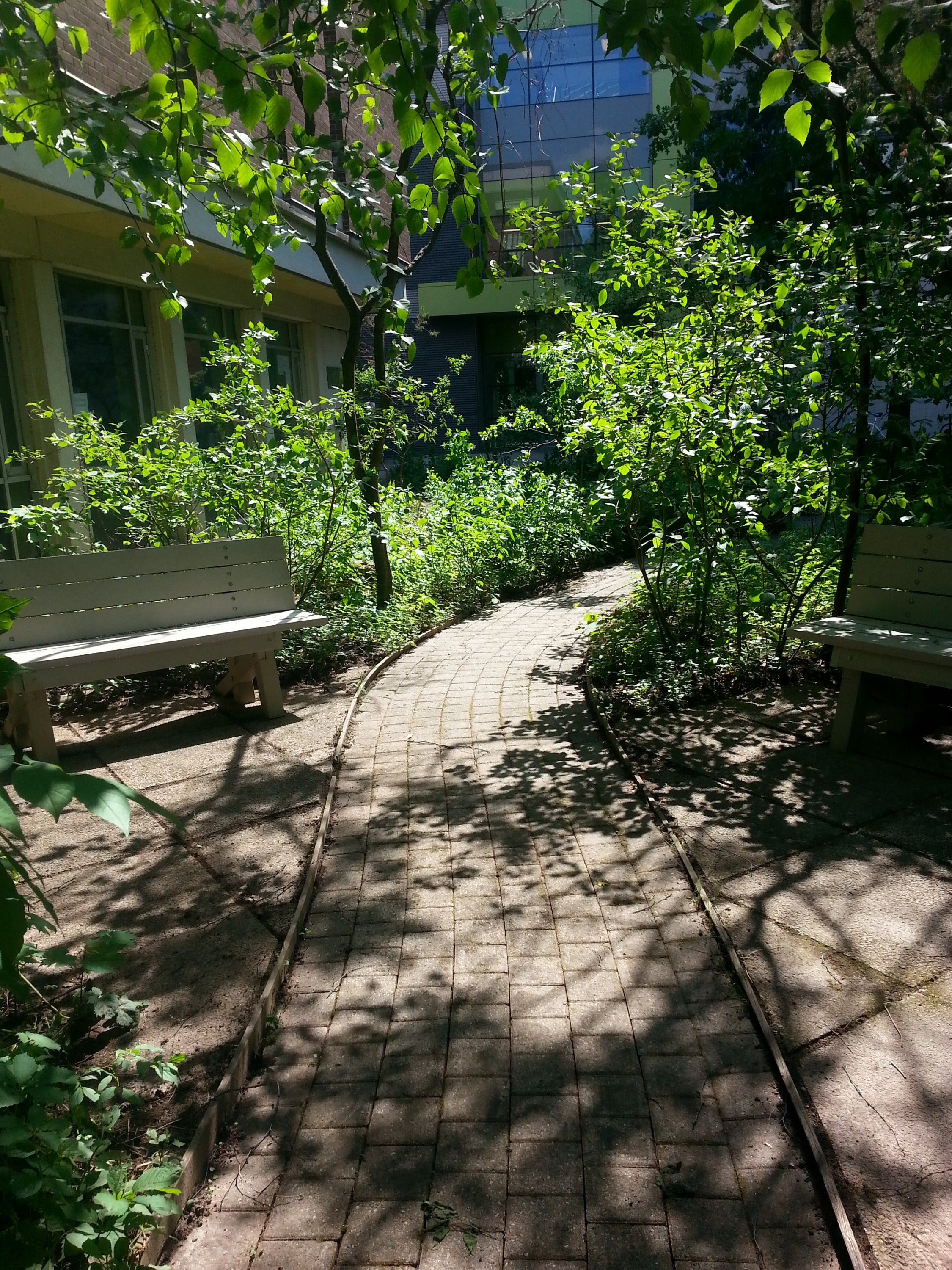walkway through garden