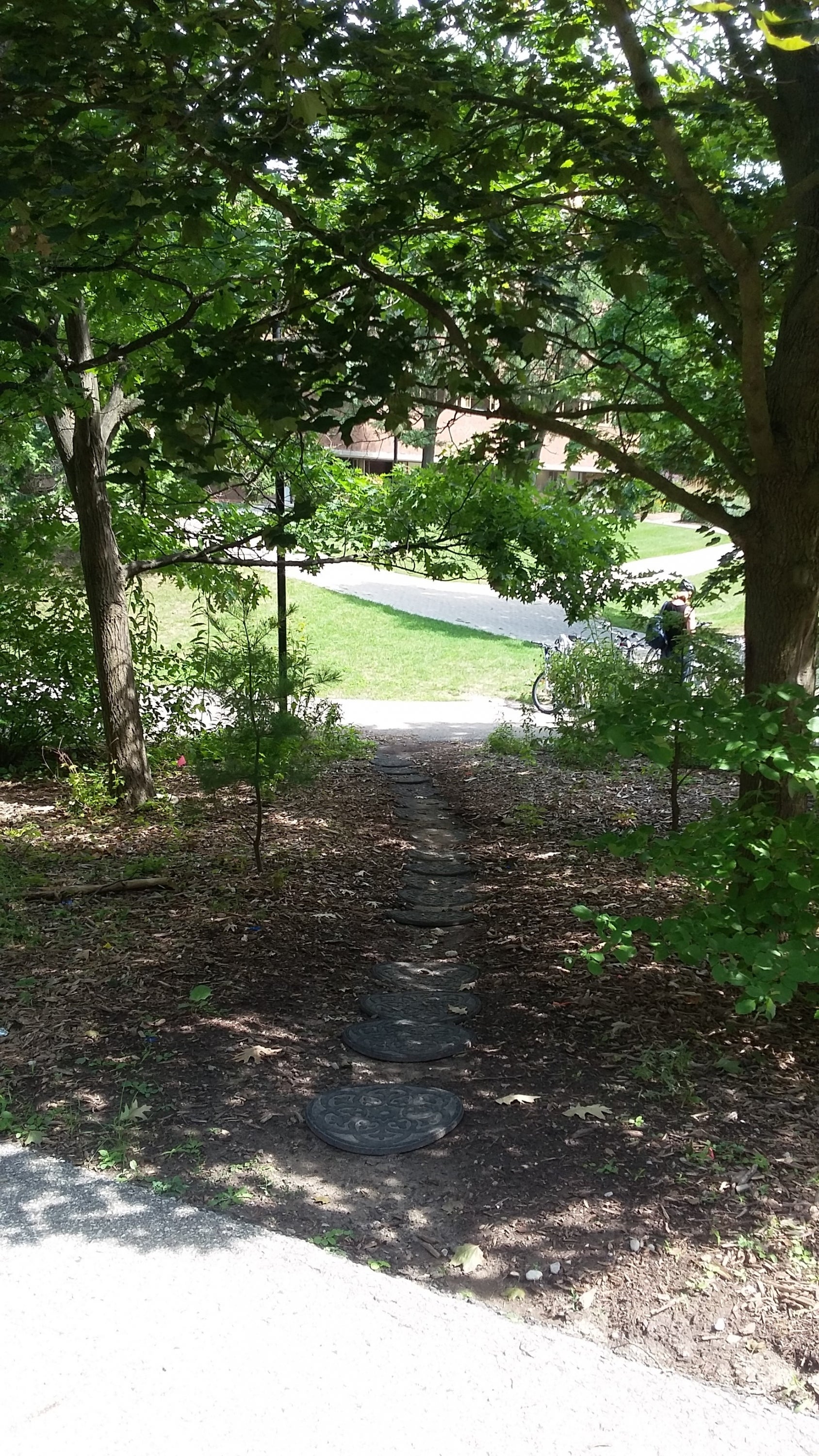 pathway through fern garden