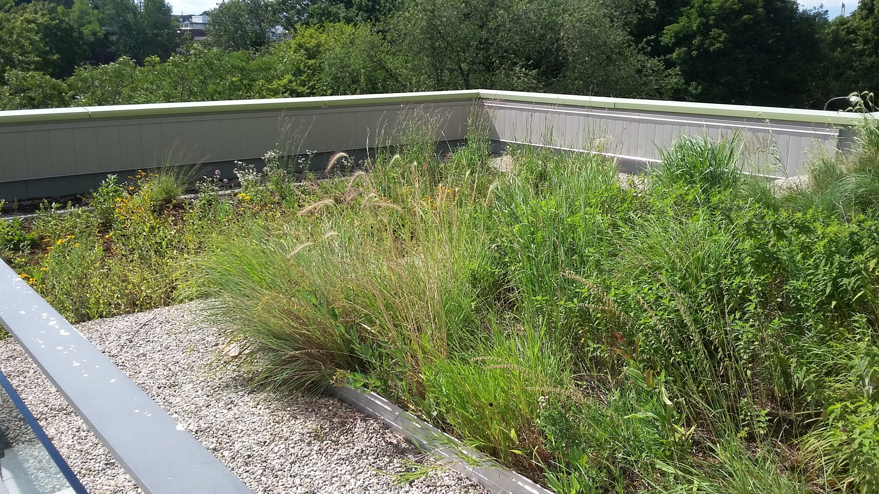 plants on the green roof