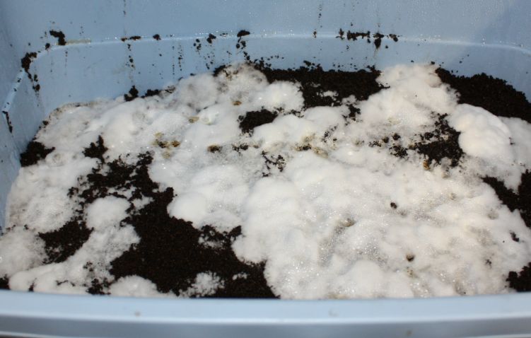 Mycelium growing on coffee grounds in the Rubbermaid.