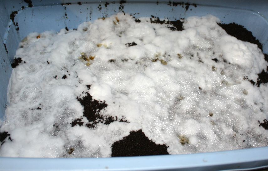 Mycelium expanding on coffee grounds in Rubbermaid.