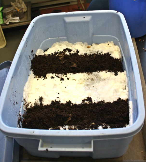 Strips of mycelium cut out of the Rubbermaid refilled with sterilized coffee grounds.