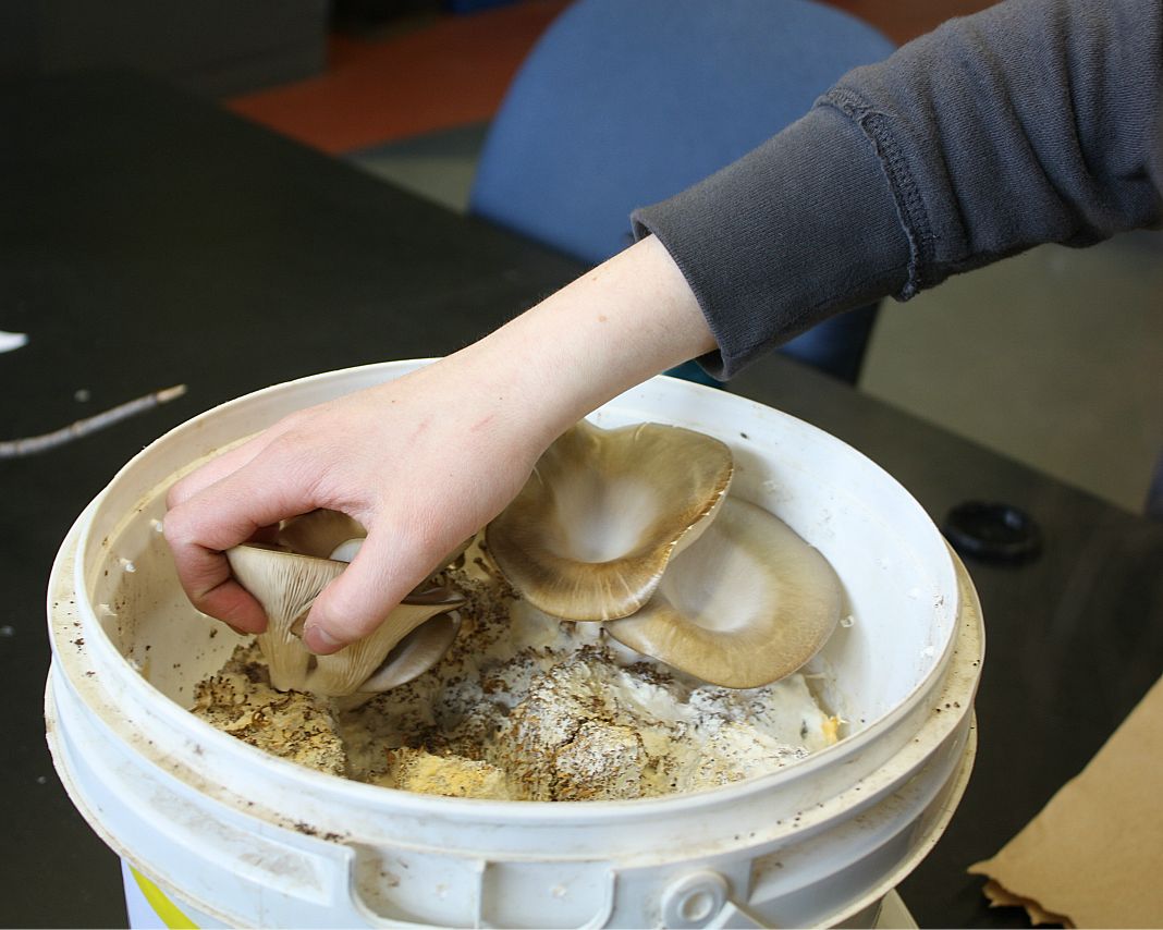 Hand picking the Oyster Mushrooms growing in the bucket.