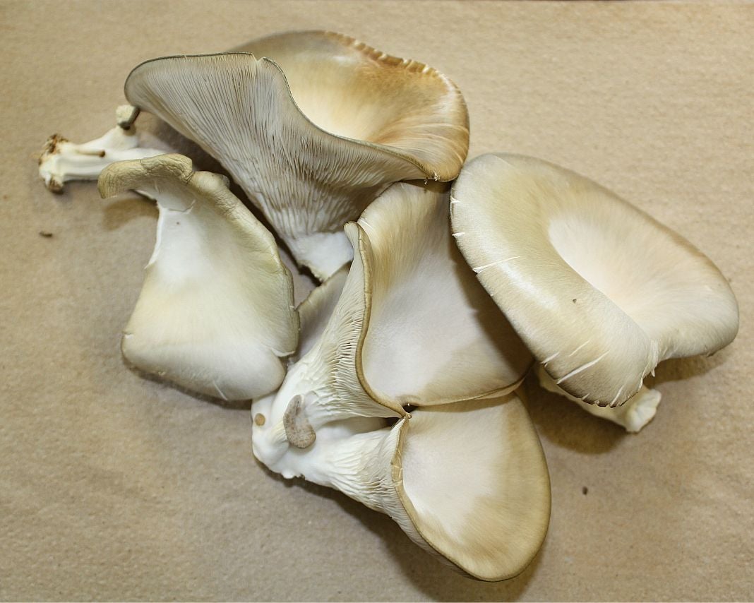 Oyster mushrooms laid out on a brown napkin.