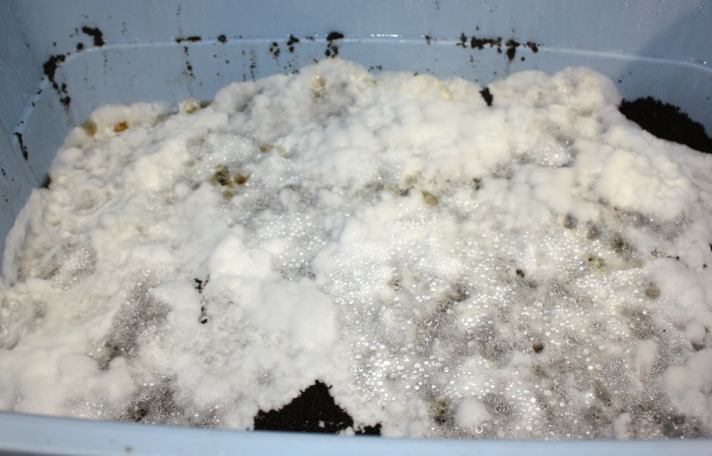 Mycelium expanding on coffee grounds inside of Rubbermaid.