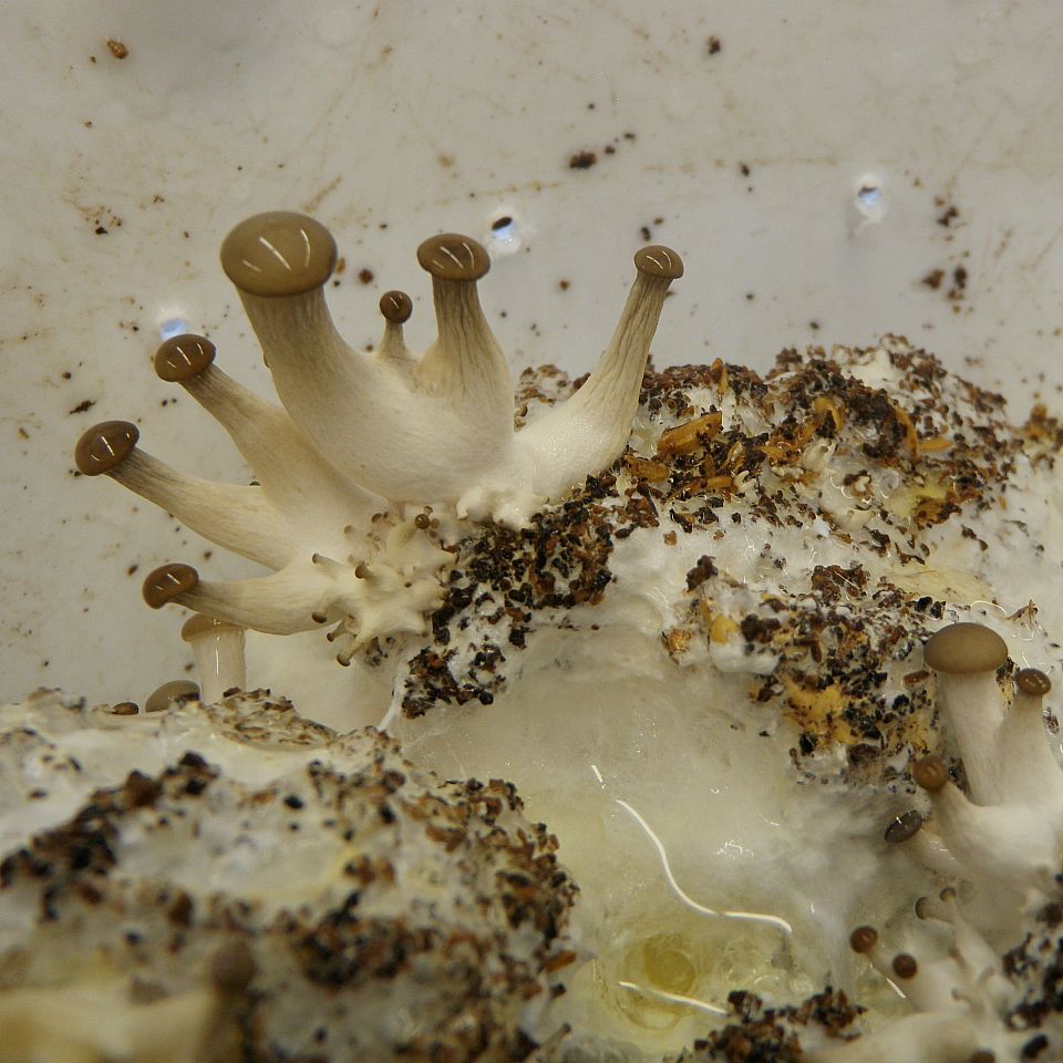 Very small Oyster Mushrooms begining in a bucket.