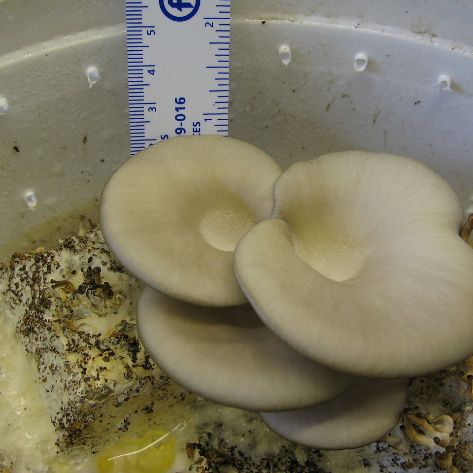 Oyster mushrooms in bucket with small ruler.