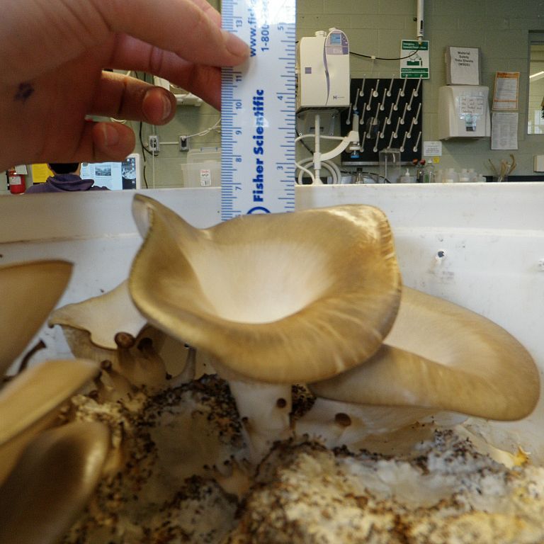 Oyster mushroom in bucket even higher on the ruler then previous picture. 