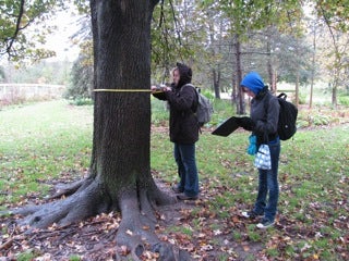 Two students measuring dbh on a tree. 