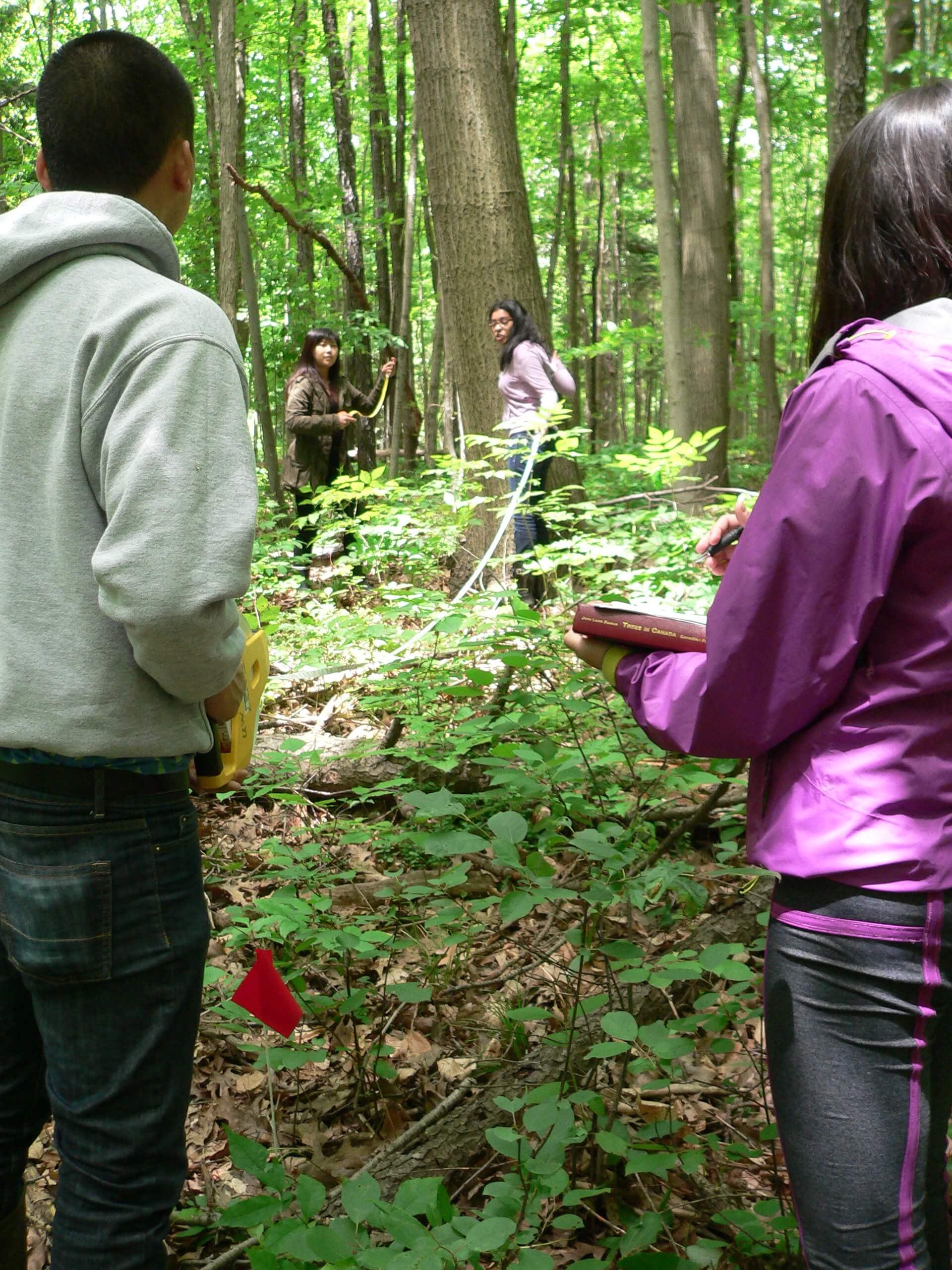 Student measuring diameter of a tree