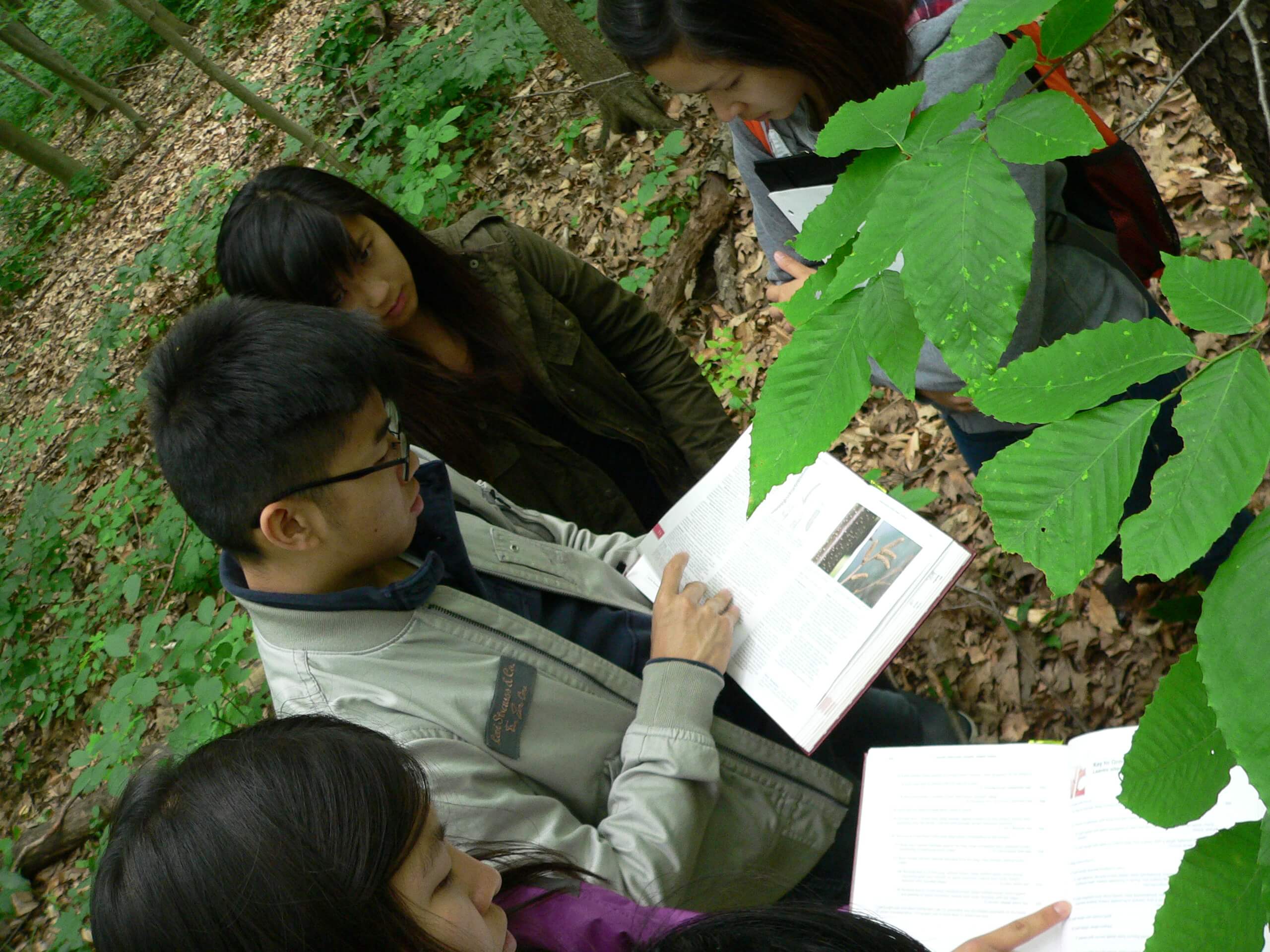 Students trying to identify a tree using an identification book