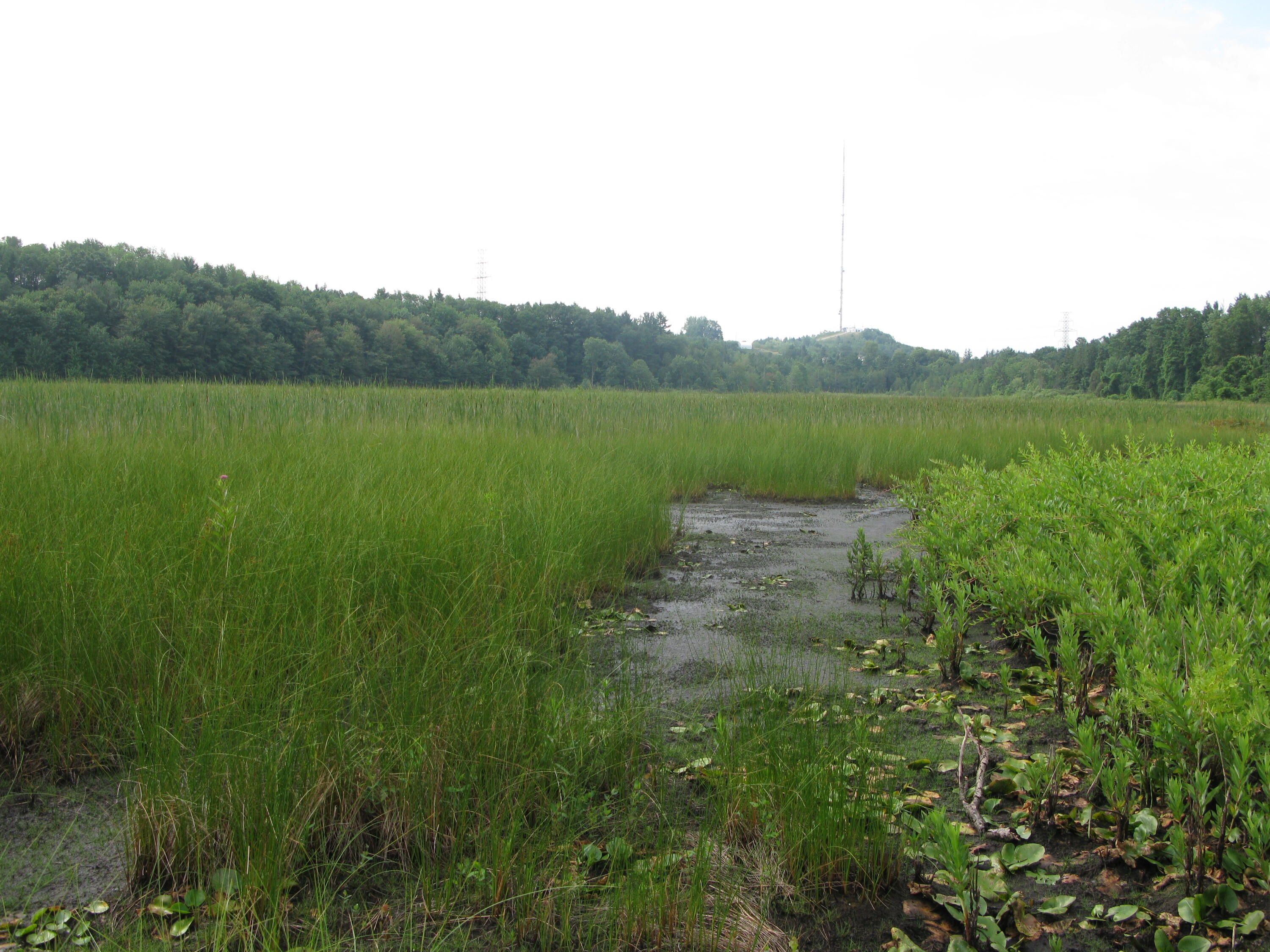 A stream with tall grasses at Spongy Lake