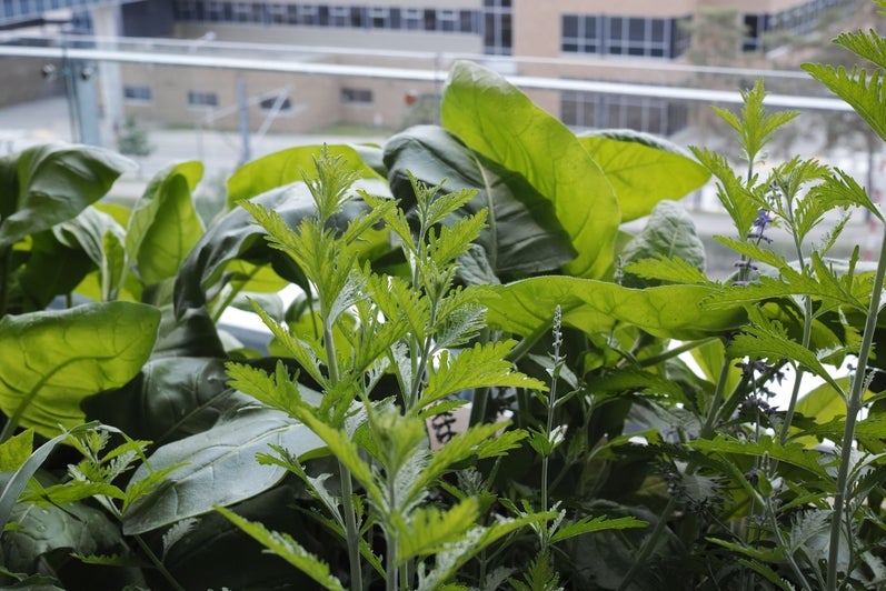 Tobacco and other plants in the E5 Sky Garden