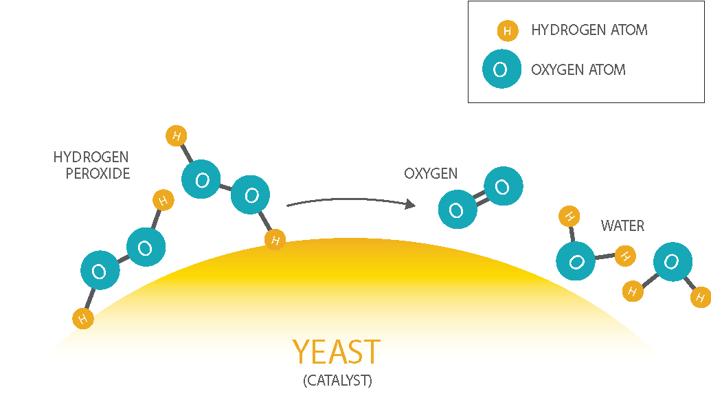 diagram of yeast acting as the catalyst in the hydrogen peroxide decomposition reaction