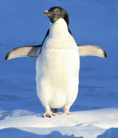 peguin