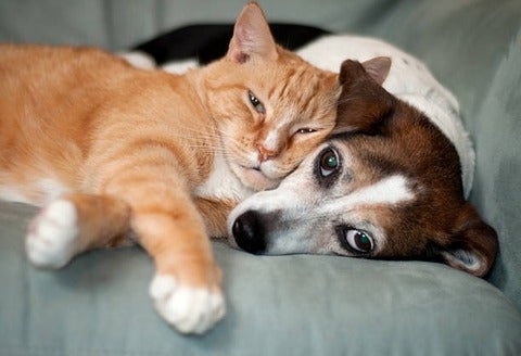 cat and dog cuddling
