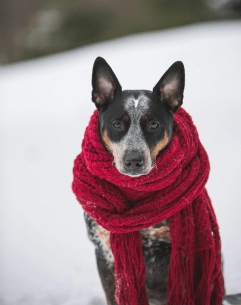 dog wearing red scarf sitting in the snow