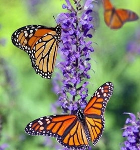 flowers with butterflies