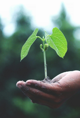 plant growing in the palm of a person's hand