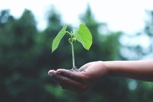 plant sitting on an open hand