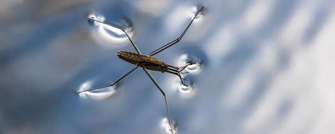 Insect on water