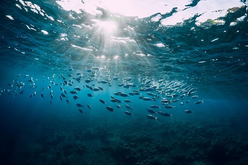 A school of fish in the ocean