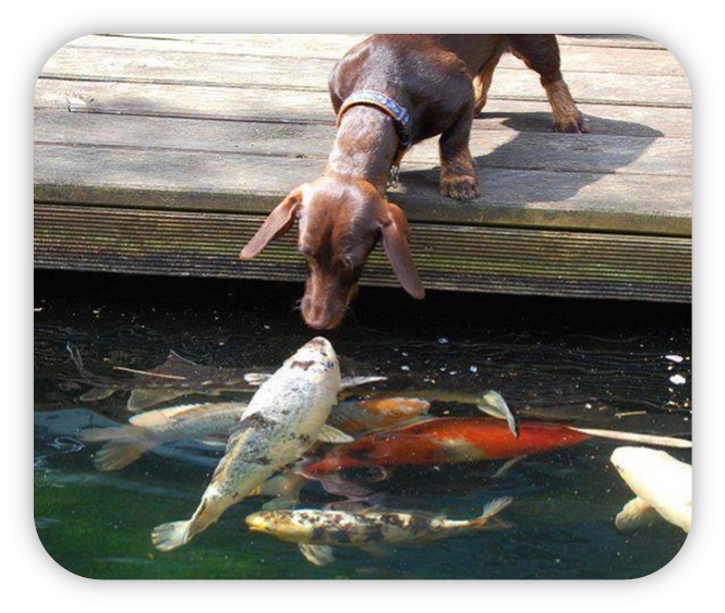 dog and koi