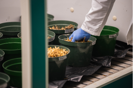 a gloved hand reaches into 10inch pots of alpaca fibre waste in a lab