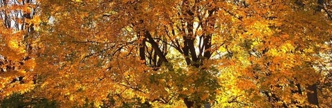 mid-canopy view of golden leaves on several trees