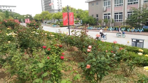 a rose garden at Nanjing University of Finances and Economics