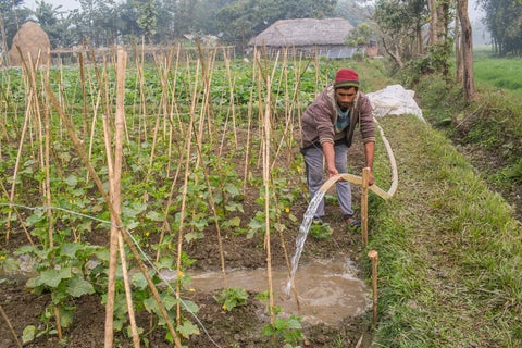 Farmer leaning over a crop holding a tube of flowing water on a vegatable patch. 