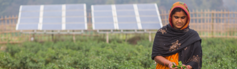 woman standing in a vegetable field with solar panels in the background
