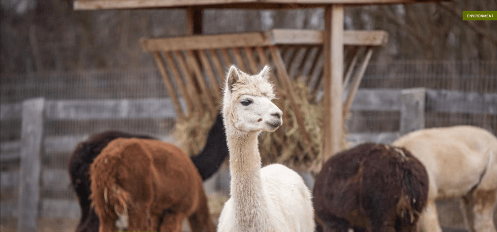 a white alpaca with others feeding in the background
