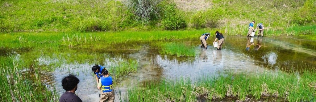 students in hipwaders collect samples in a pond