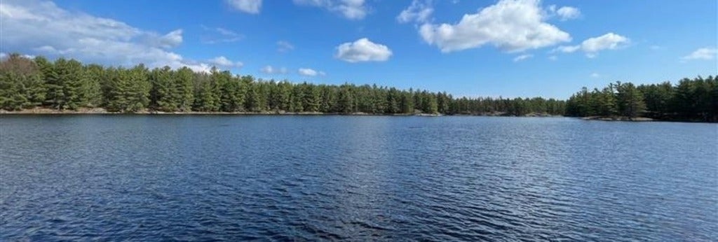 wetland that looks like a small lake, with conifer trees in the background