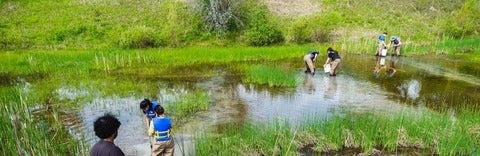 students in hipwaders collect samples in a pond