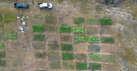 aerial view of 36 rectangular plots with varying amounts of vegetative crop growth. Two cars are at the top left.