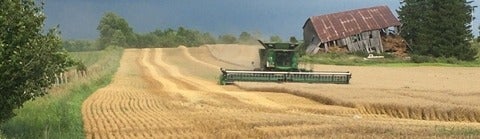 a combine cuts a swath in a yellow grain field