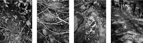 4 samples of Rob's photos including water, branches, rocks, leaves