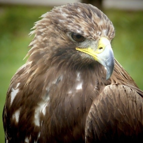 Eagle looking noble