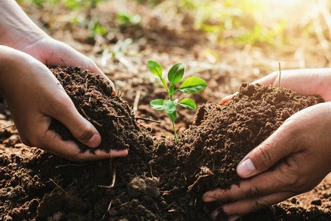 Hands, soil and plant