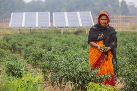Vegetable farmer with a handful of beans standing in a field of bean crop with a pair of large solar panels behind the field